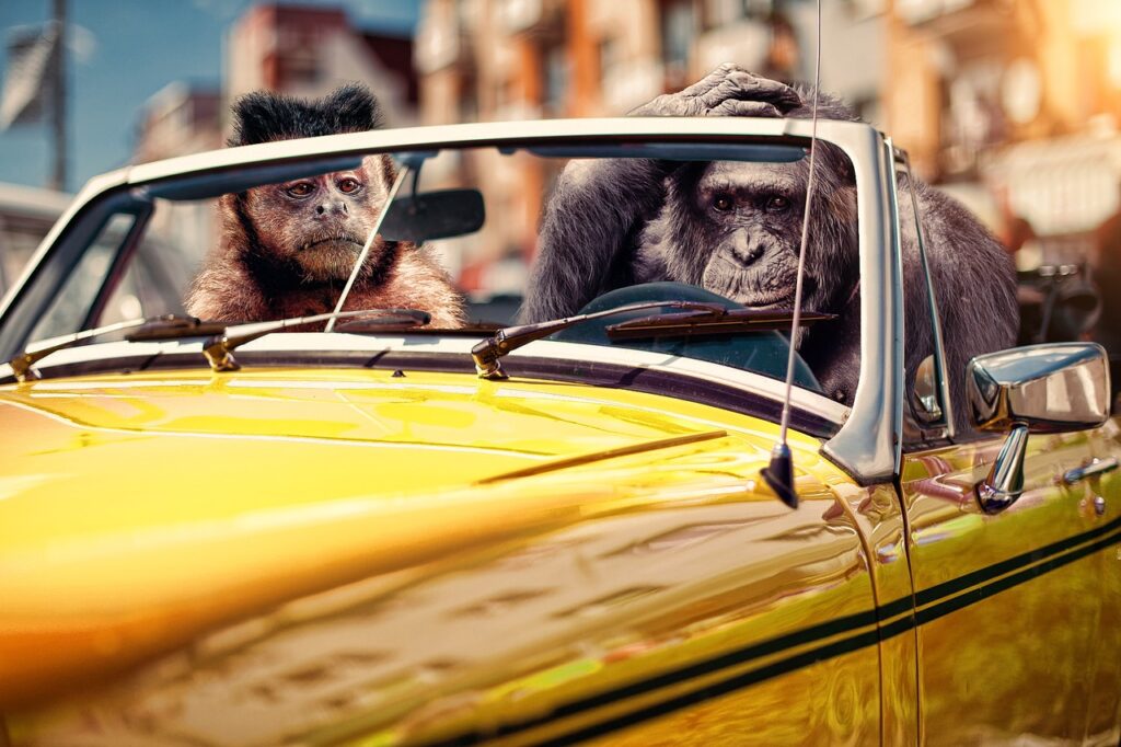 car, monkeys, driving-6359827.jpg